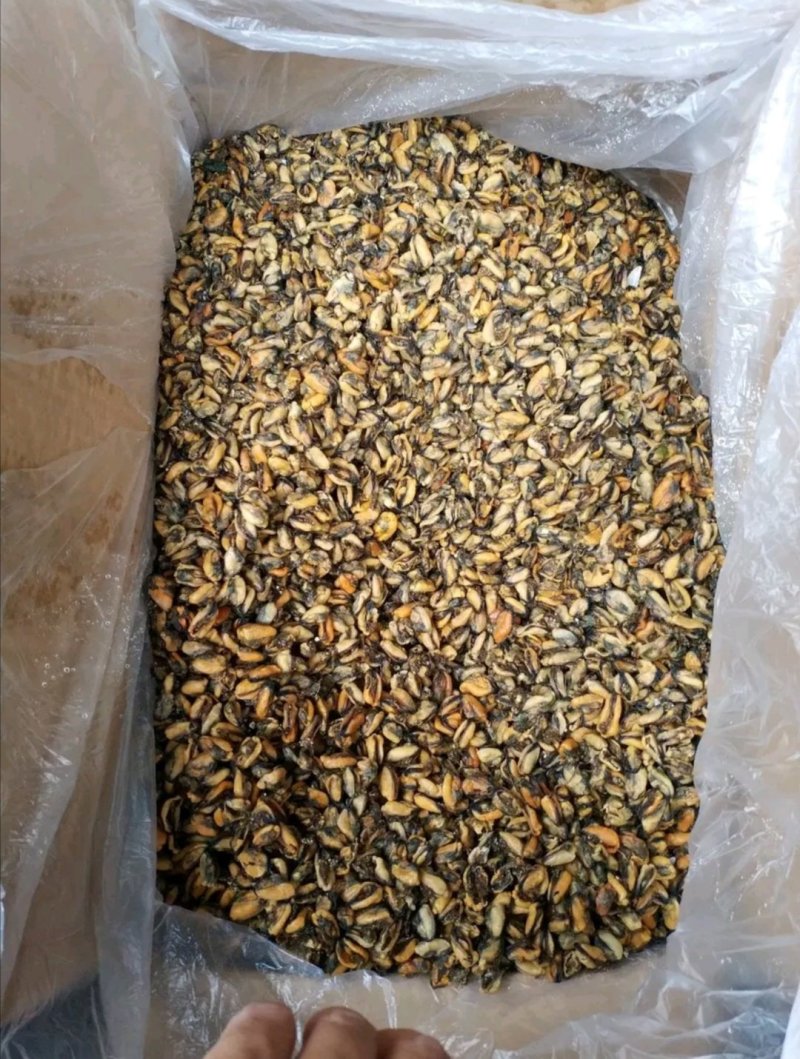 淡菜干，煲粥煲粥炒都可以，大小很均匀。