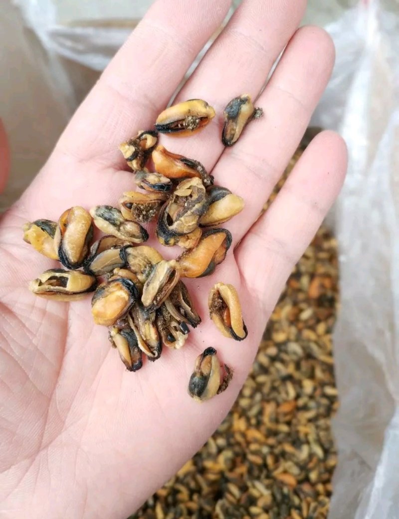 淡菜干，煲粥煲粥炒都可以，大小很均匀。