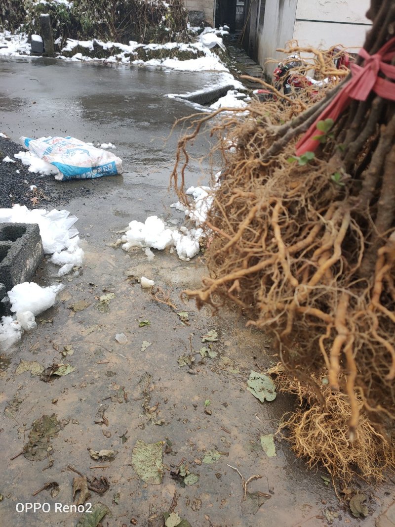 湖南一年生猕猴桃实生苗，产地直供，价格合理，支持线上交易