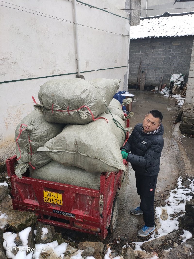 湖南一年生猕猴桃实生苗，产地直供，价格合理，支持线上交易