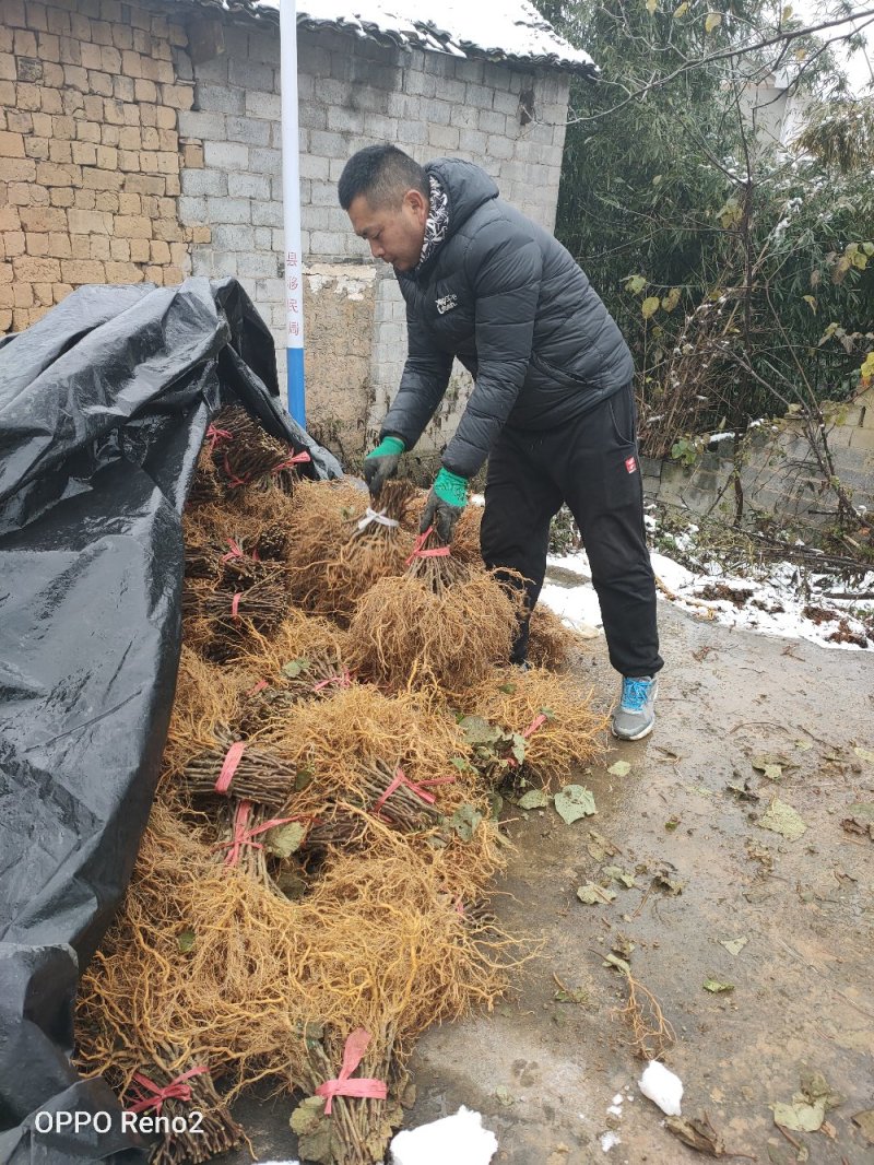 湖南一年生猕猴桃实生苗，产地直供，价格合理，支持线上交易