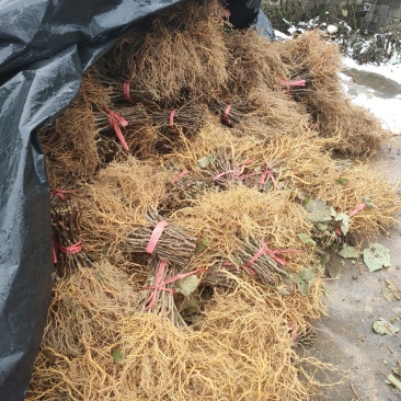 湖南一年生猕猴桃实生苗，产地直供，价格合理，支持线上交易
