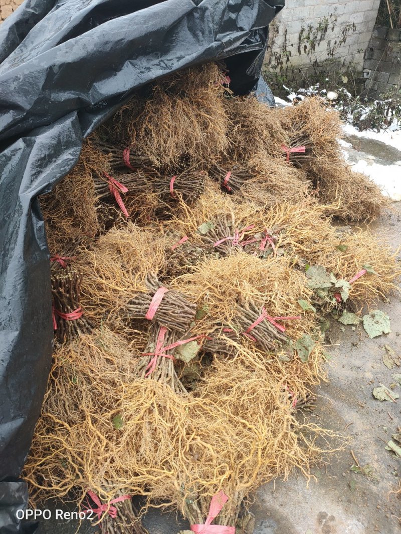湖南一年生猕猴桃实生苗，产地直供，价格合理，支持线上交易