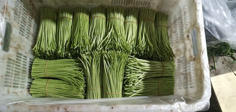 云南白芦蒿供应