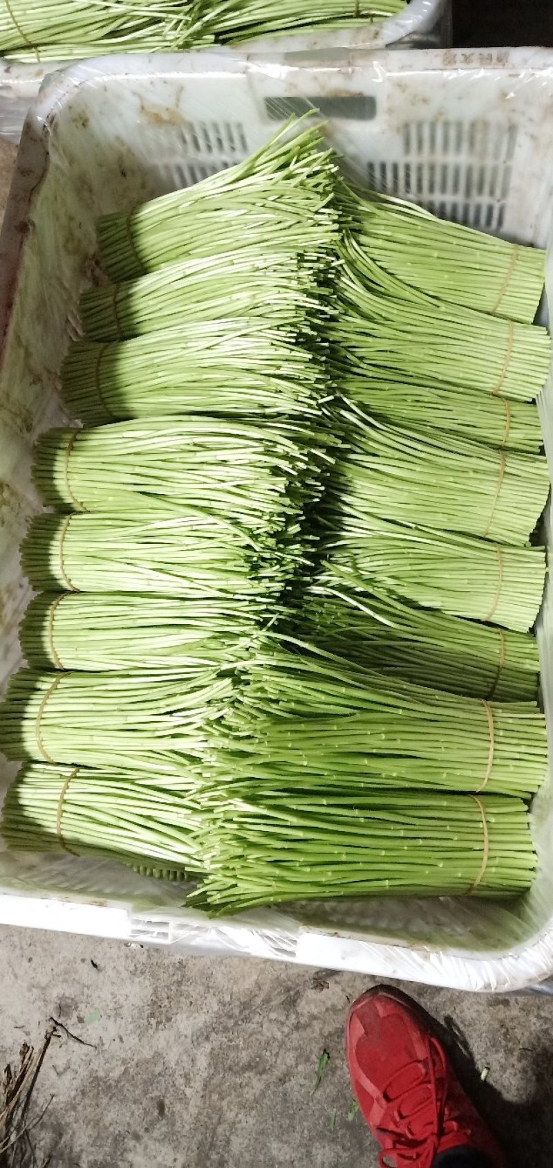 云南白芦蒿供应