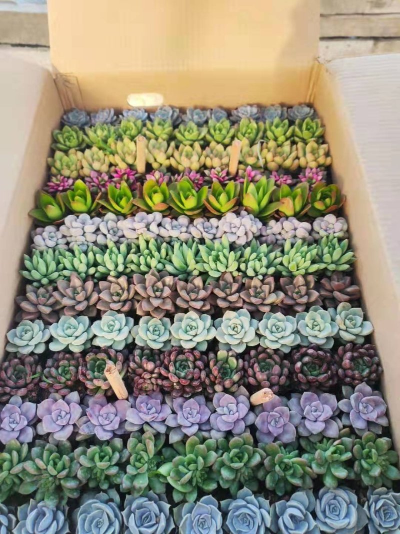 13色多肉植物自产自销