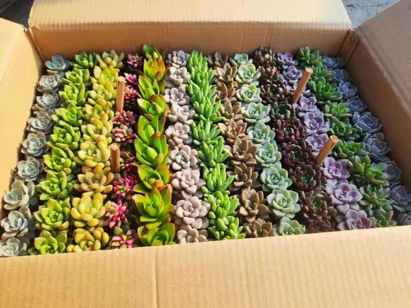 13色多肉植物自产自销
