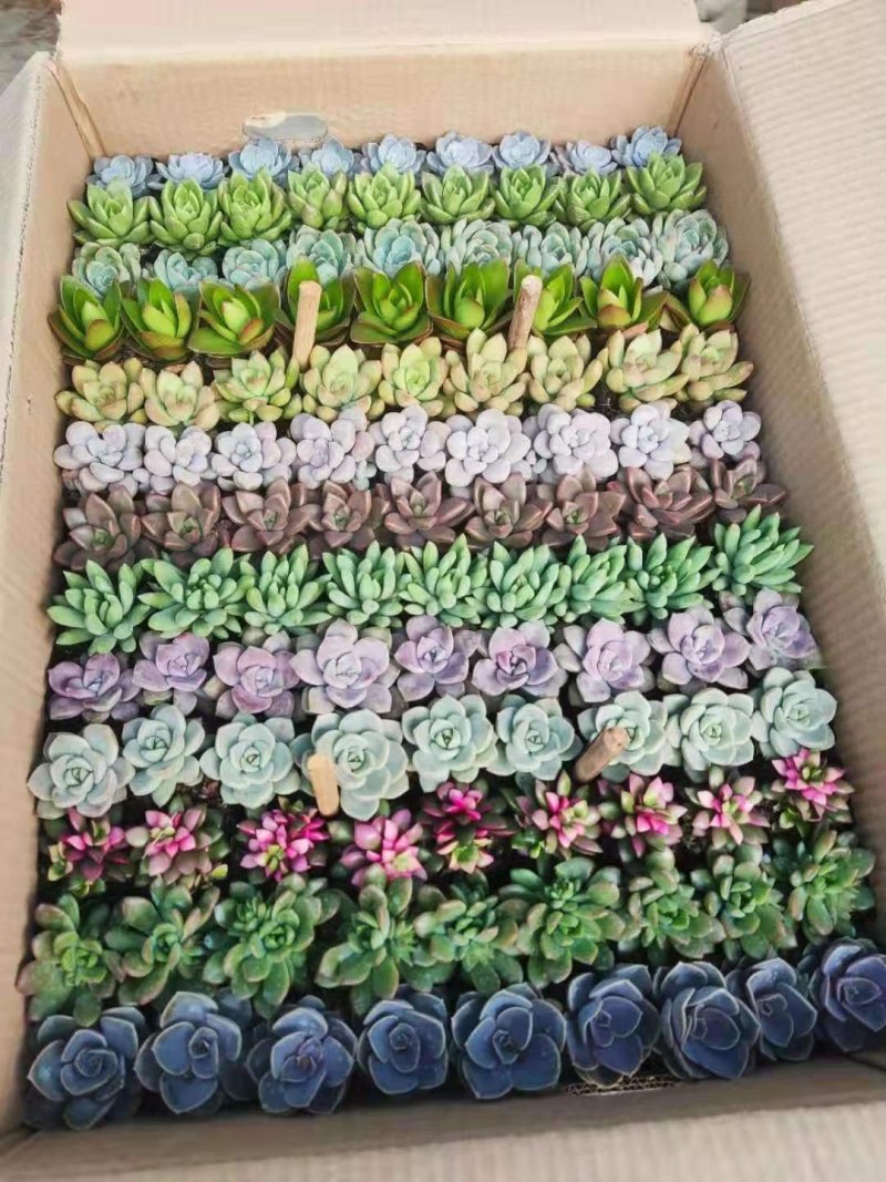 13色多肉植物自产自销