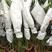 【原土包邮】散尾葵凤尾竹盆栽袖珍椰子盆景植物吸甲醛天然加