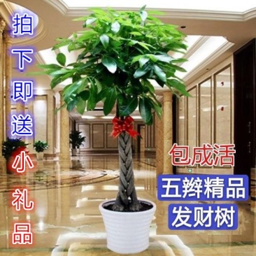 发财树室内外花卉盆景植物盆栽大招财树摇钱树花苗客厅大型绿