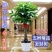 发财树室内外花卉盆景植物盆栽大招财树摇钱树花苗客厅大型绿