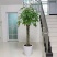 发财树室内外花卉盆景植物盆栽大招财树摇钱树花苗客厅大型绿