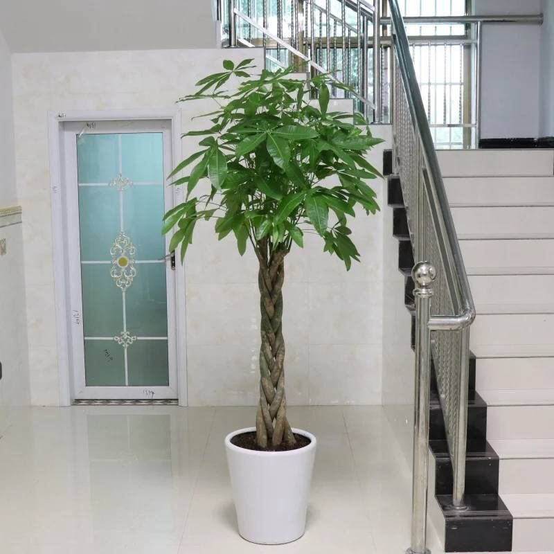 发财树室内外花卉盆景植物盆栽大招财树摇钱树花苗客厅大型绿
