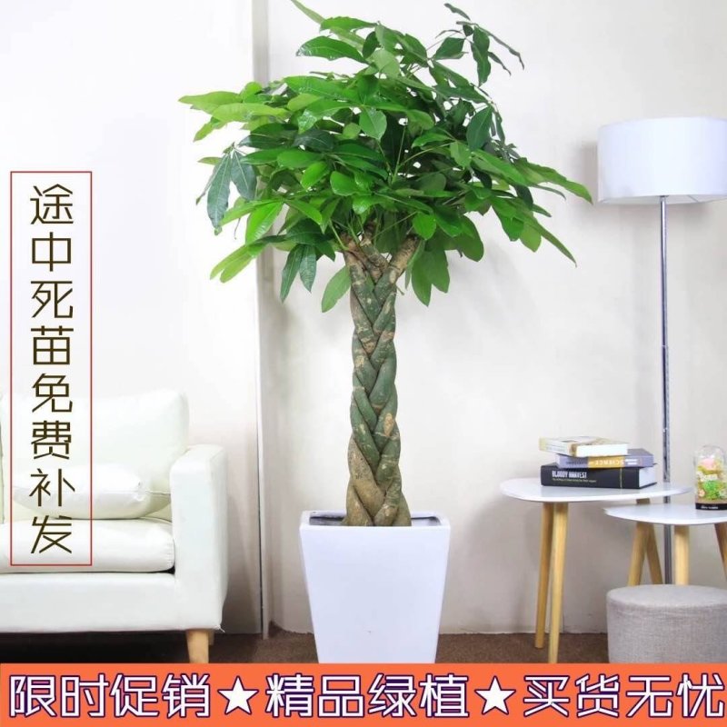 发财树室内外花卉盆景植物盆栽大招财树摇钱树花苗客厅大型绿