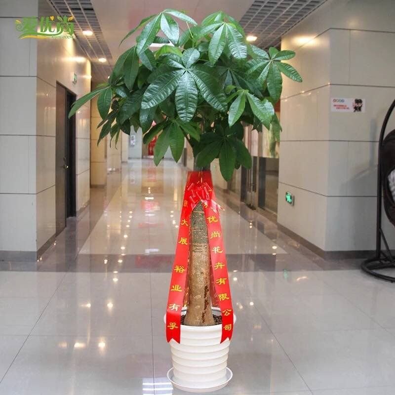 发财树室内外花卉盆景植物盆栽大招财树摇钱树花苗客厅大型绿