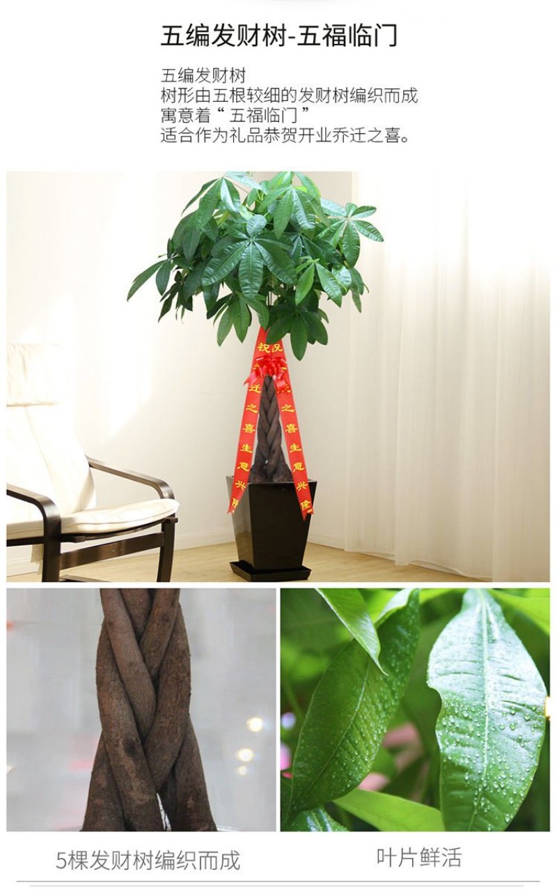发财树室内外花卉盆景植物盆栽大招财树摇钱树花苗客厅大型绿