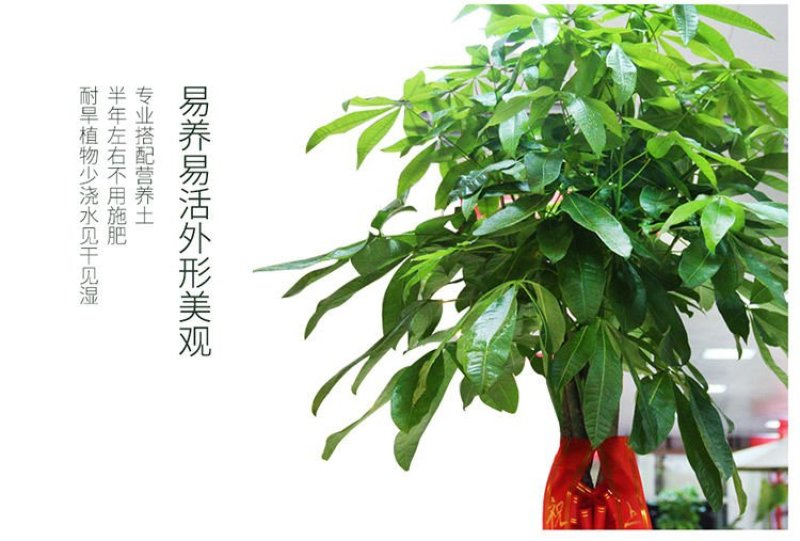 发财树室内外花卉盆景植物盆栽大招财树摇钱树花苗客厅大型绿