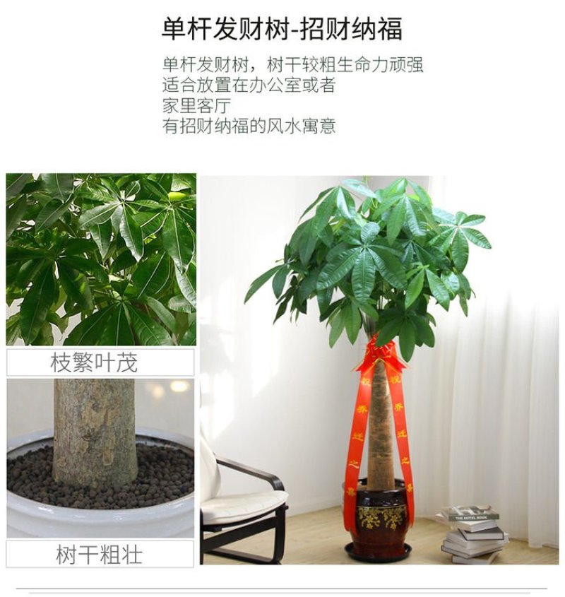 发财树室内外花卉盆景植物盆栽大招财树摇钱树花苗客厅大型绿