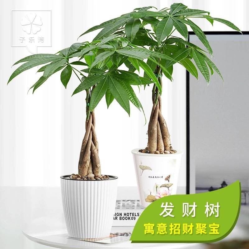 发财树室内外花卉盆景植物盆栽大招财树摇钱树花苗客厅大型绿