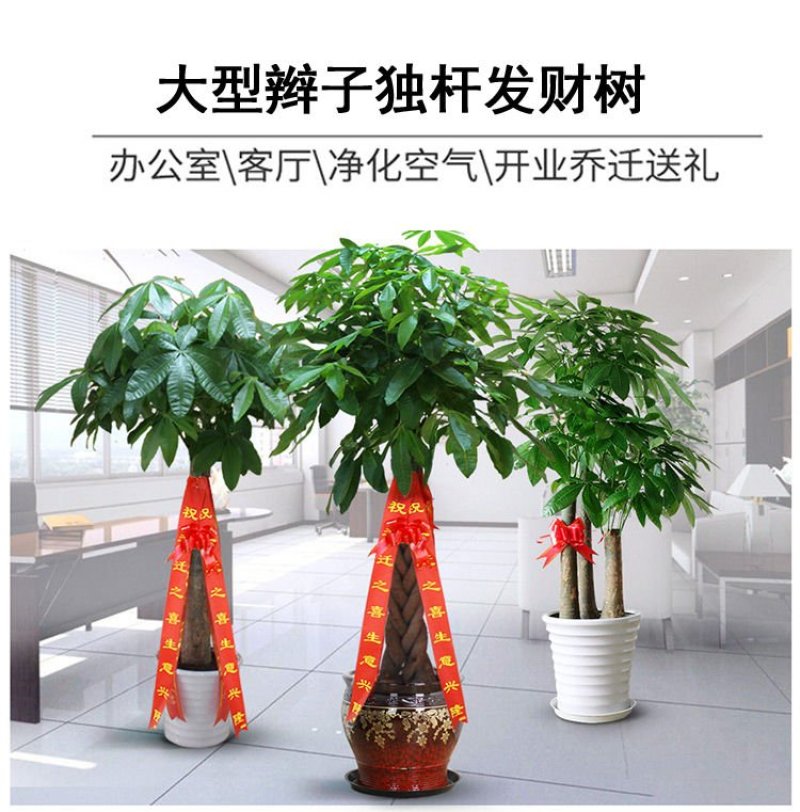 发财树室内外花卉盆景植物盆栽大招财树摇钱树花苗客厅大型绿