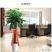 发财树室内外花卉盆景植物盆栽大招财树摇钱树花苗客厅大型绿