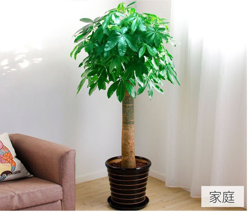 发财树室内外花卉盆景植物盆栽大招财树摇钱树花苗客厅大型绿