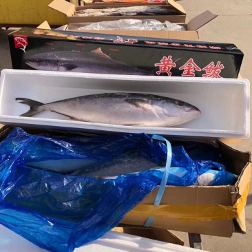黄金大鲅鱼礼盒，微商电商团购，一件代发完整体系供应链