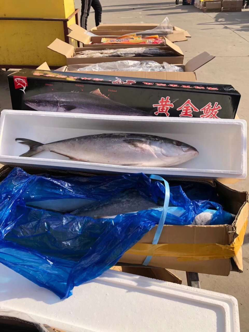 黄金大鲅鱼礼盒，微商电商团购，一件代发完整体系供应链