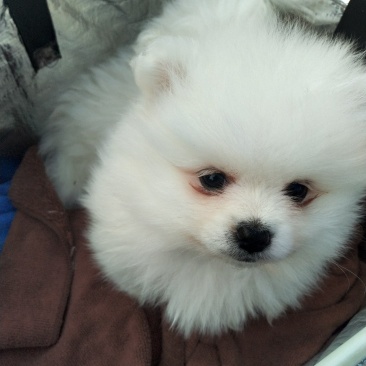 纯种博美犬，纯博美幼犬，小型犬神！外观美！