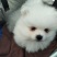 纯种博美犬，纯博美幼犬，小型犬神！外观美！