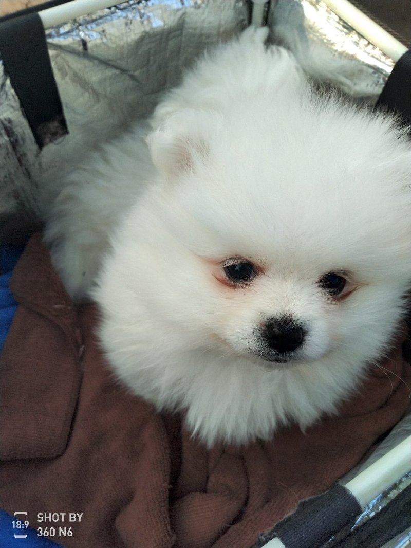 纯种博美犬，纯博美幼犬，小型犬神！外观美！