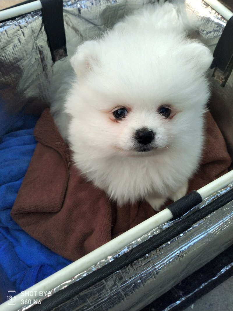 纯种博美犬，纯博美幼犬，小型犬神！外观美！
