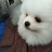 纯种博美犬，纯博美幼犬，小型犬神！外观美！