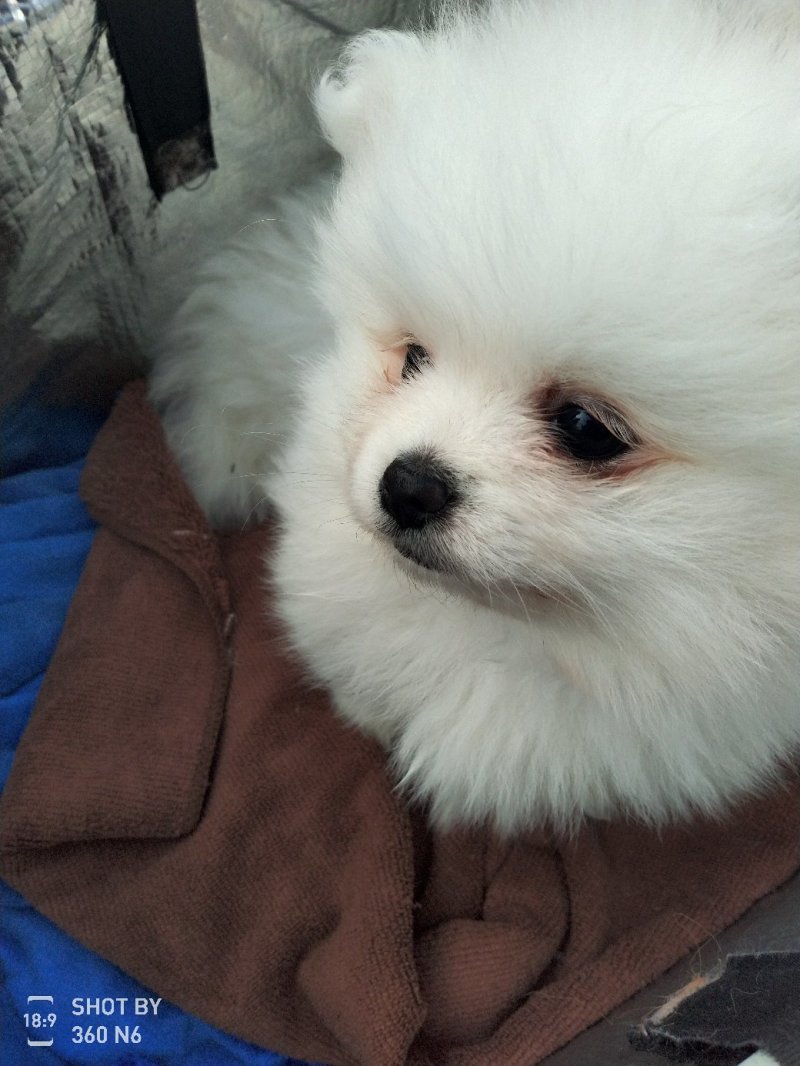 纯种博美犬，纯博美幼犬，小型犬神！外观美！