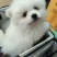 纯种博美犬，纯博美幼犬，小型犬神！外观美！