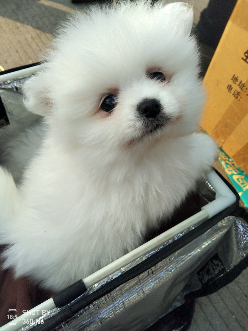 纯种博美犬，纯博美幼犬，小型犬神！外观美！