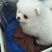 纯种博美犬，纯博美幼犬，小型犬神！外观美！