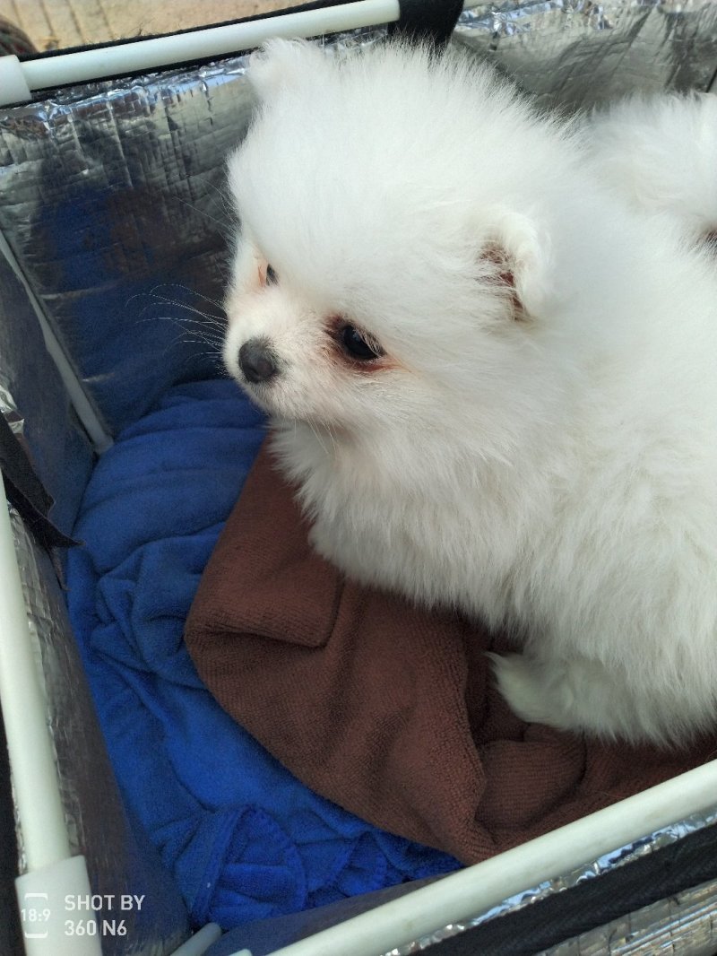 纯种博美犬，纯博美幼犬，小型犬神！外观美！