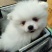 纯种博美犬，纯博美幼犬，小型犬神！外观美！