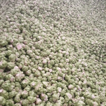 榨菜头