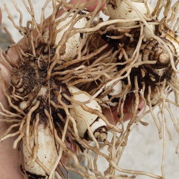 白芨鲜白芨块茎统货