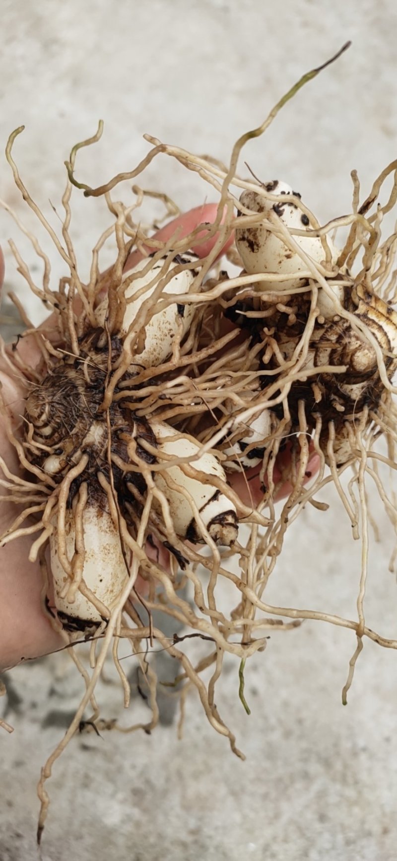 白芨鲜白芨块茎统货