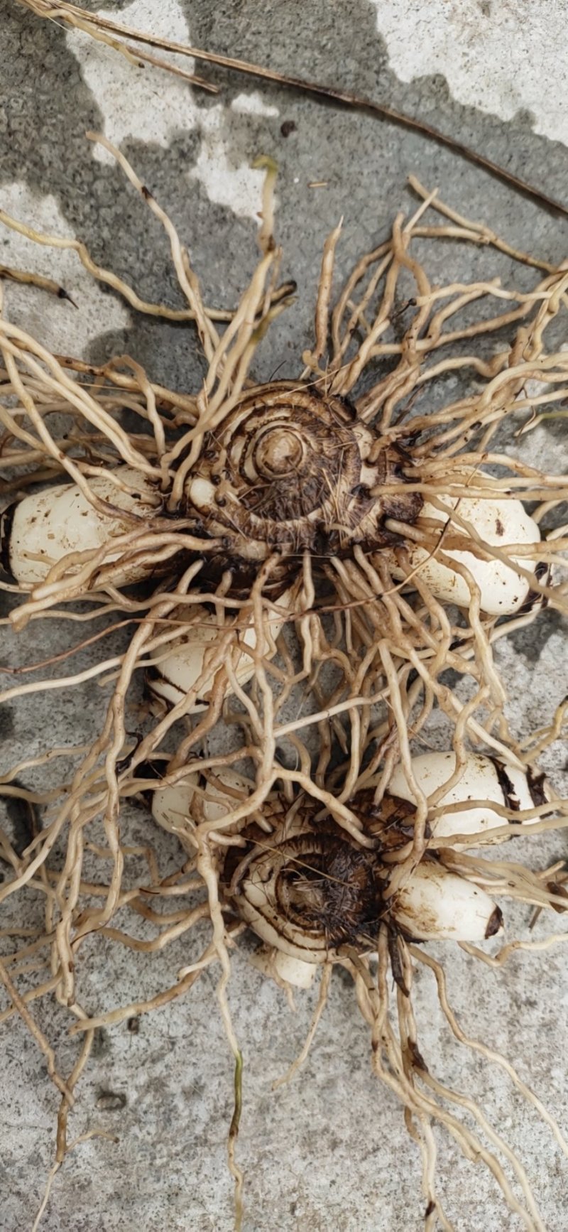 白芨鲜白芨块茎统货