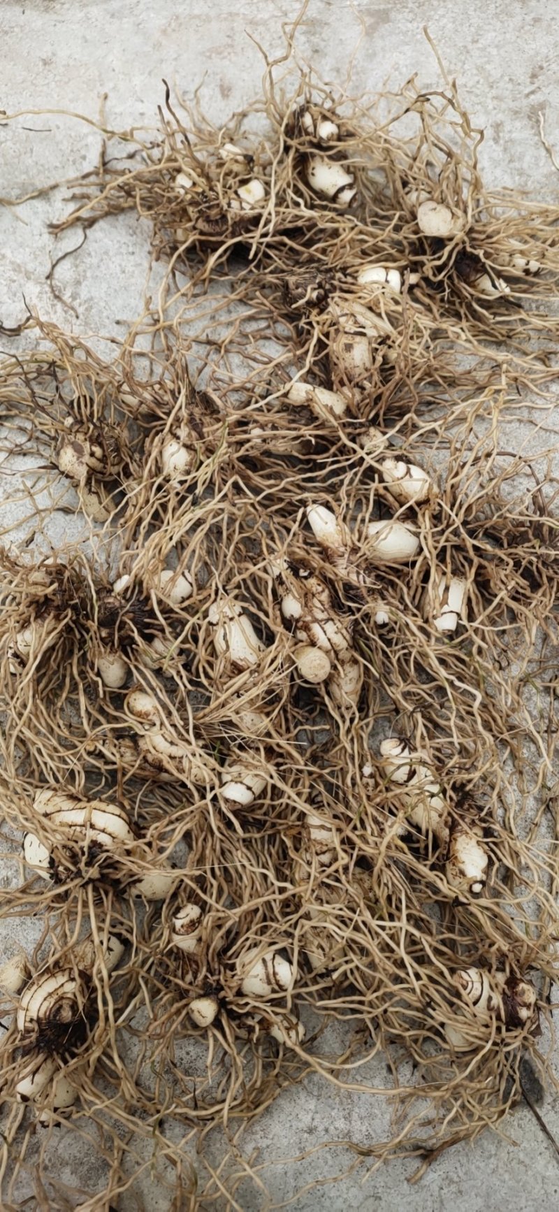 白芨鲜白芨块茎统货