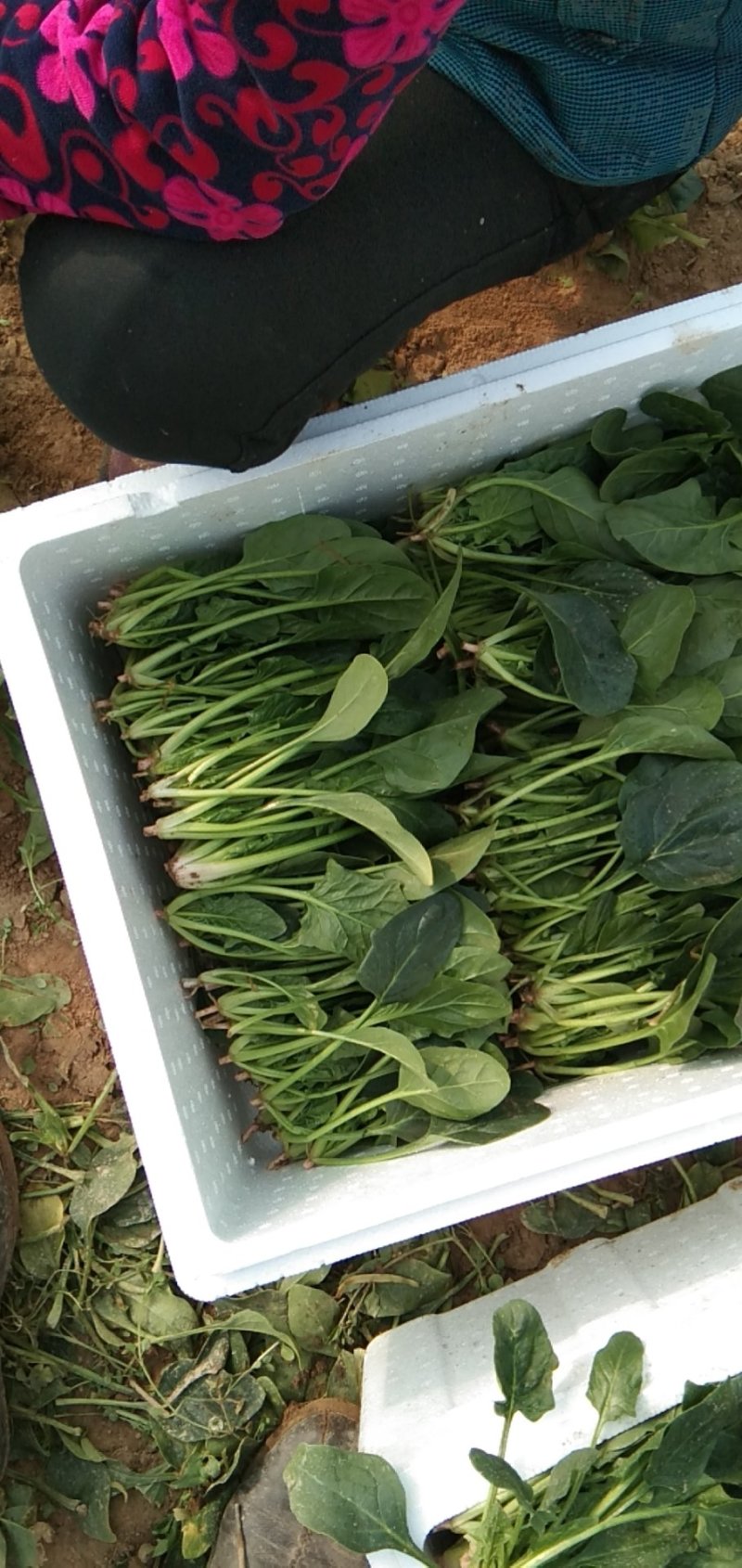 精品菠菜装箱打捆各种规格都有专业加工团队货源充足