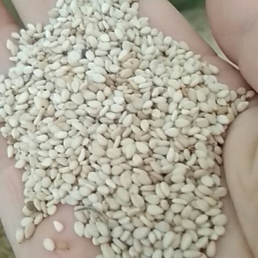 白芝麻本地货含杂不超1%常年有货可供大货