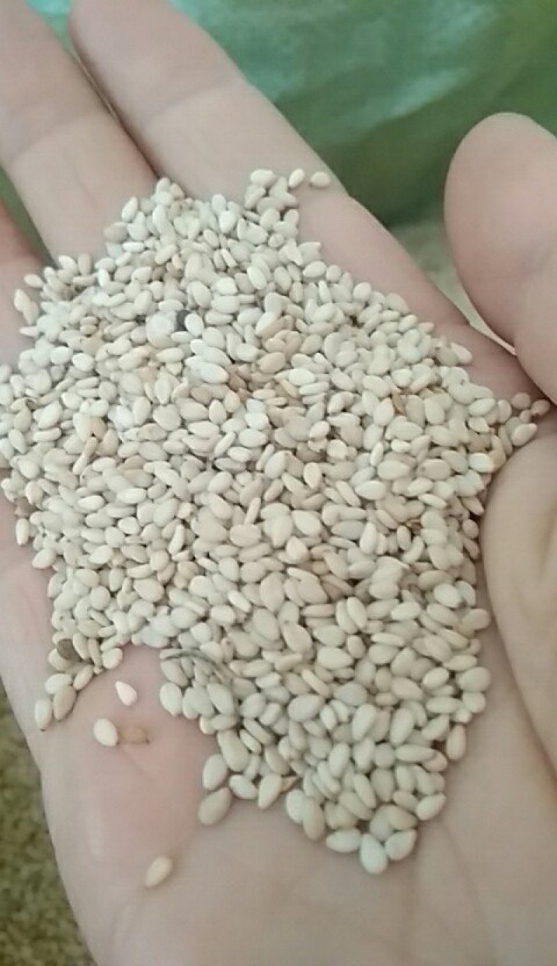 白芝麻本地货含杂不超1%常年有货可供大货