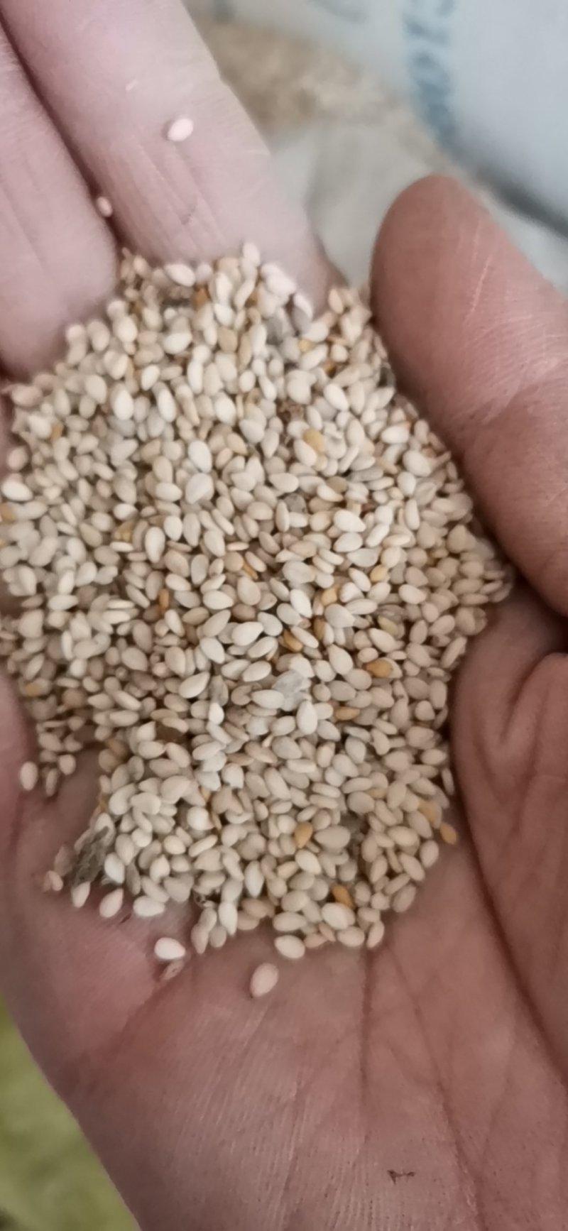 白芝麻本地货含杂不超1%常年有货可供大货