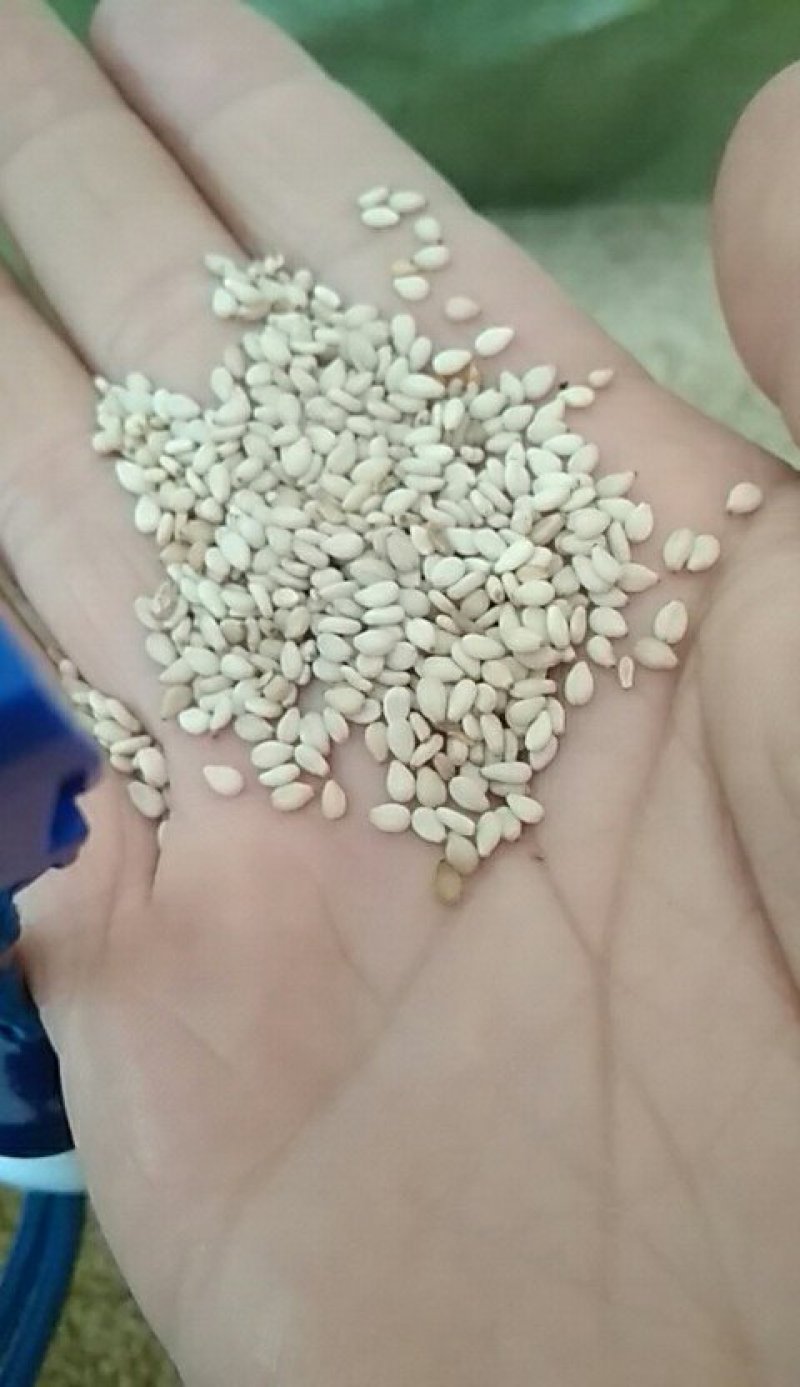 白芝麻本地货含杂不超1%常年有货可供大货