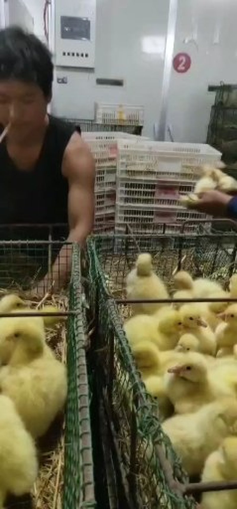 领胜孵化场皖浦杂交鹅苗，用心服务，值得托付，
